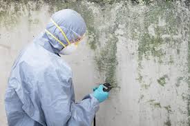 Mold Prevention & Removal